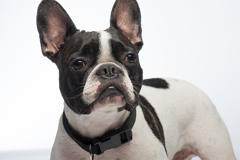 Brachycephalic best sale french bulldog